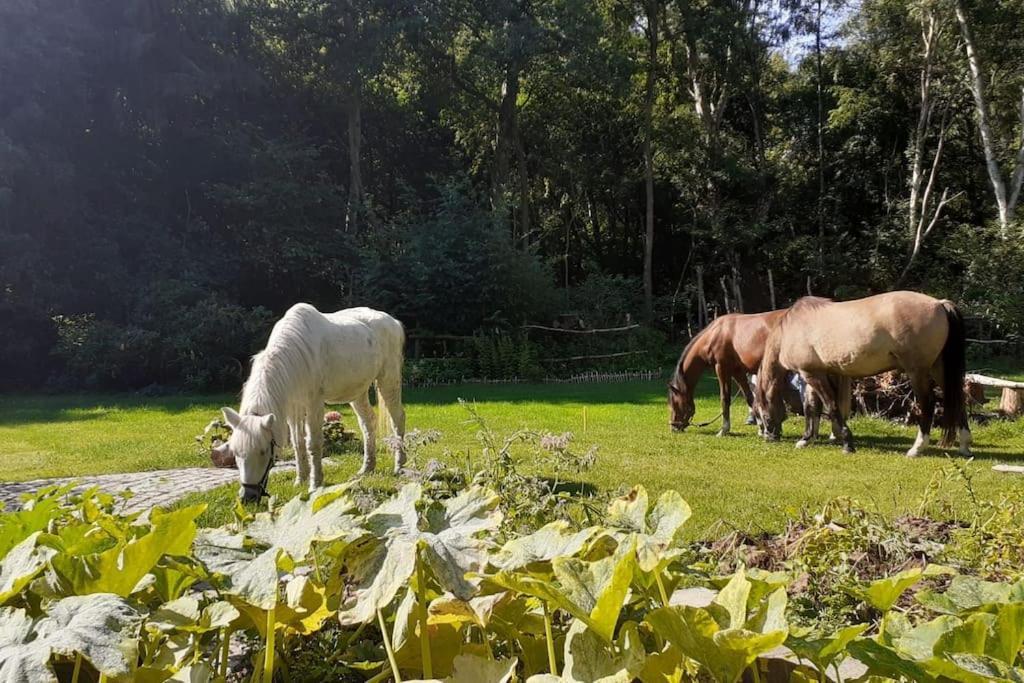 Poggenhagen Urlaub Mitten In Der Natur Neustadt am Rübenberge Zewnętrze zdjęcie